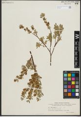 Foto von Salix repens subsp. repens L.